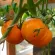 Купить Томат Алтайский оранжевый