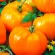 Купить семена Томат Алтайский оранжевый