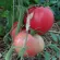 купить семена Томат Фиделио розовый Сибирские томаты