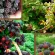 Купить Малина черная Кумберленд