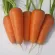 купить семена Морковь Аленка
