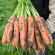 купить семена Морковь Балтимор