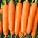 купить семена Морковь Болеро