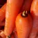 купить семена Морковь Дордонь