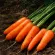 купить семена Морковь Каскад