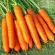 купить семена Морковь Королева осени