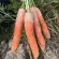 купить семена Морковь Нантик Резистафлай