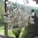 Купить семена Лунария Серебряные монеты