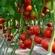 Купить семена Томат Барибине F1 Syngenta из проф. упаковки