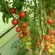 Купить семена Томат Фаворита