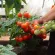 Купить семена Томат Пиноккио