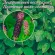 Купить семена Фитолакка Лаконос Бестселлер Купить семена Фитолакка Лаконос Бестселлер