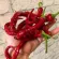 Купить семена Перец Змейка