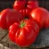Купить семена Томат Рим