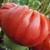 Купить семена Томат Бифштекс Альби (минусинский)