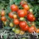 Купить семена Томат Бонсай