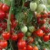 Купить семена Томат Аккордеон Черри