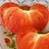 Купить семена Томат Гигант Бельгии