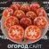 Купить семена Томат Ренет