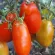 Купить семена Томат Щедрая сливка Тарасенко