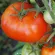 Купить семена Томат Старосельские