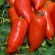 Купить семена Томат Корнабель