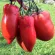 Купить семена Томат Корнабель