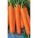 Морковь нантская