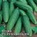Купить семена огурцы Луховицкие