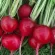 Купить семена Редис Черриэт