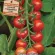 Купить семена Томат черри Дюймовочка