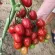 Купить семена Томат черри Ира