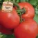 Купить семена Томат Дачник