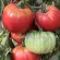 Купить семена Томат Дакоста португальская