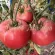 Купить семена Томат Генри О Сена