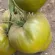 Купить семена Томат Ирландский ликер