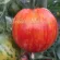 Купить семена Томат Кровоточащее сердце