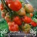 Купить семена Томат Минусинские стаканы