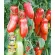 Купить семена Томат Позано F1