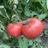 Купить семена Томат Розе F1