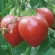 Купить семена Томат Розовый спам F1