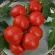 Купить семена Томат Алая каравелла F1