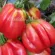 Купить семена Томат Этуаль