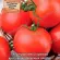Купить семена Томат Капитан