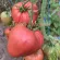Купить семена Томат Минусинский домашний