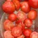 Купить семена Томат Сызранская пипочка