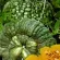 Купить семена Тыква Марина из Киоджа