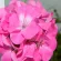 Купить Пеларгонию Рафаэлла розовая