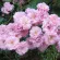 Купить Роза Садовый аромат, многоцветковая
