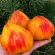 Купить семена томата Апельсиновое манго